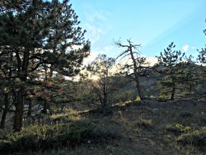 Moraine Park in Rocky Mountain National Park