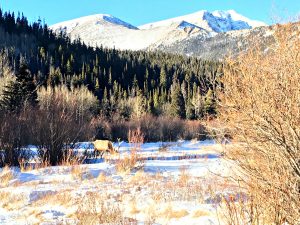 Elk in Rocky Mountain National Park