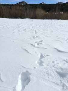 Snowshoe hare tracks in Rocky Mountain National Park