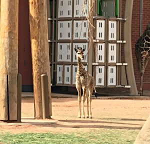 Dobby, the baby giraffe