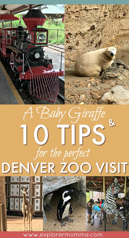 A Baby Giraffe and 10 Tips for the Perfect Denver Zoo Visit Explorer