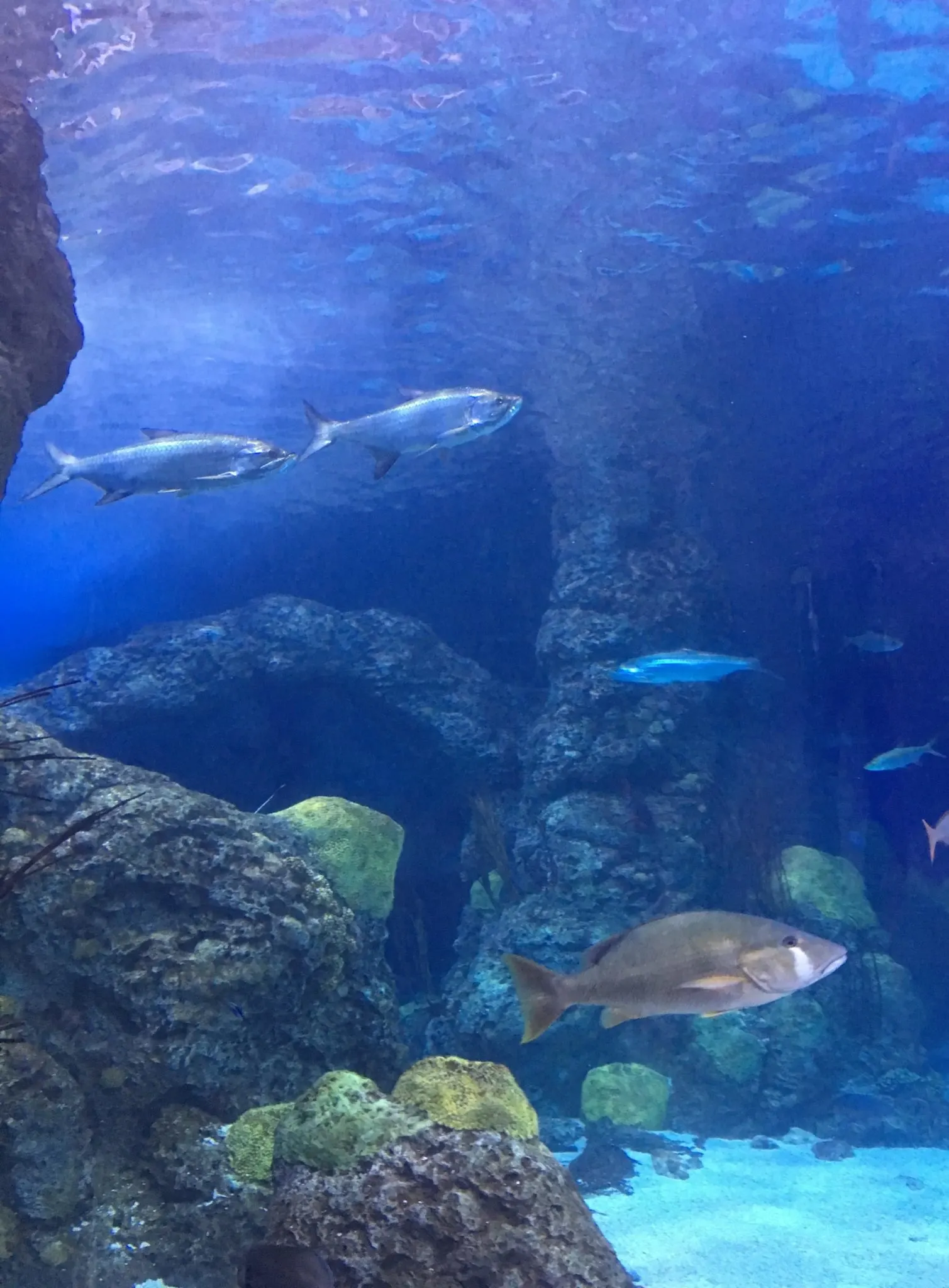 Aquarium fish, Denver Downtown Aquarium with kids