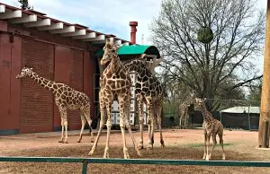 Denver Zoo giraffe family