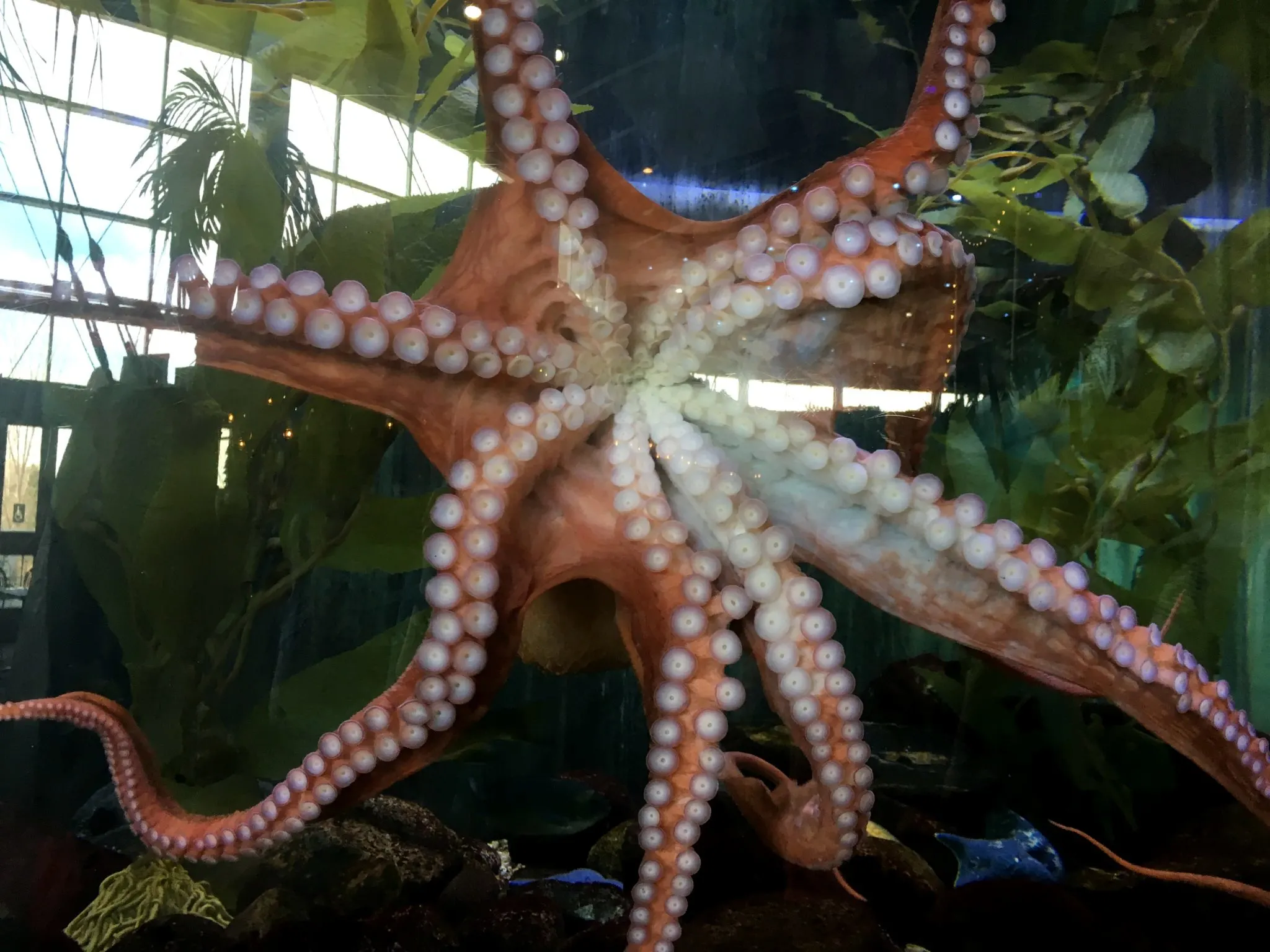 Giant Pacific Octopus, Aquarium fish, Denver Downtown Aquarium with kids