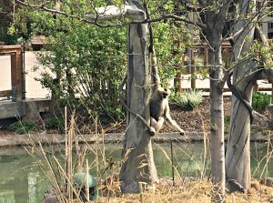 Monkey hanging
