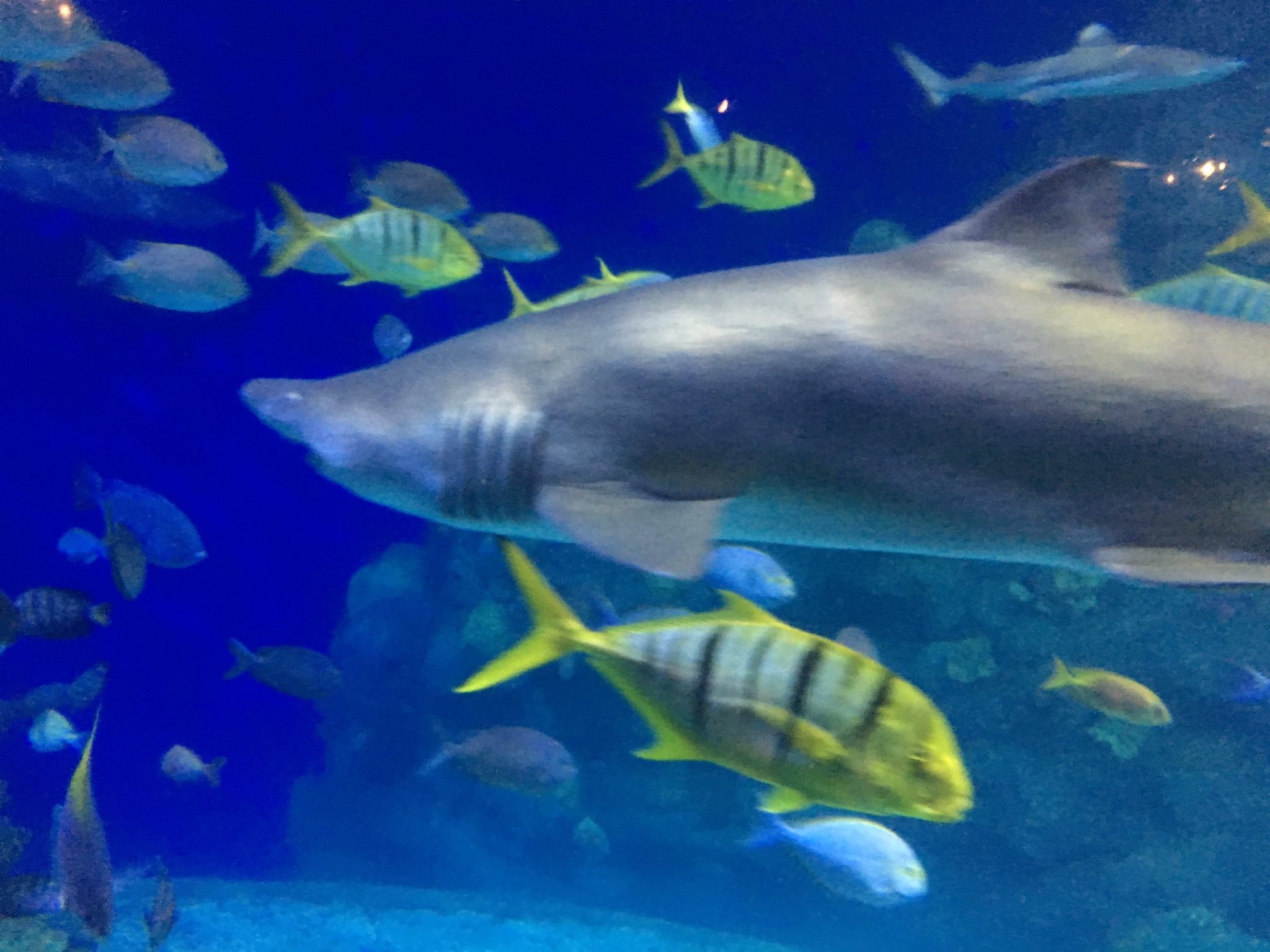 Aquarium shark tank, Denver