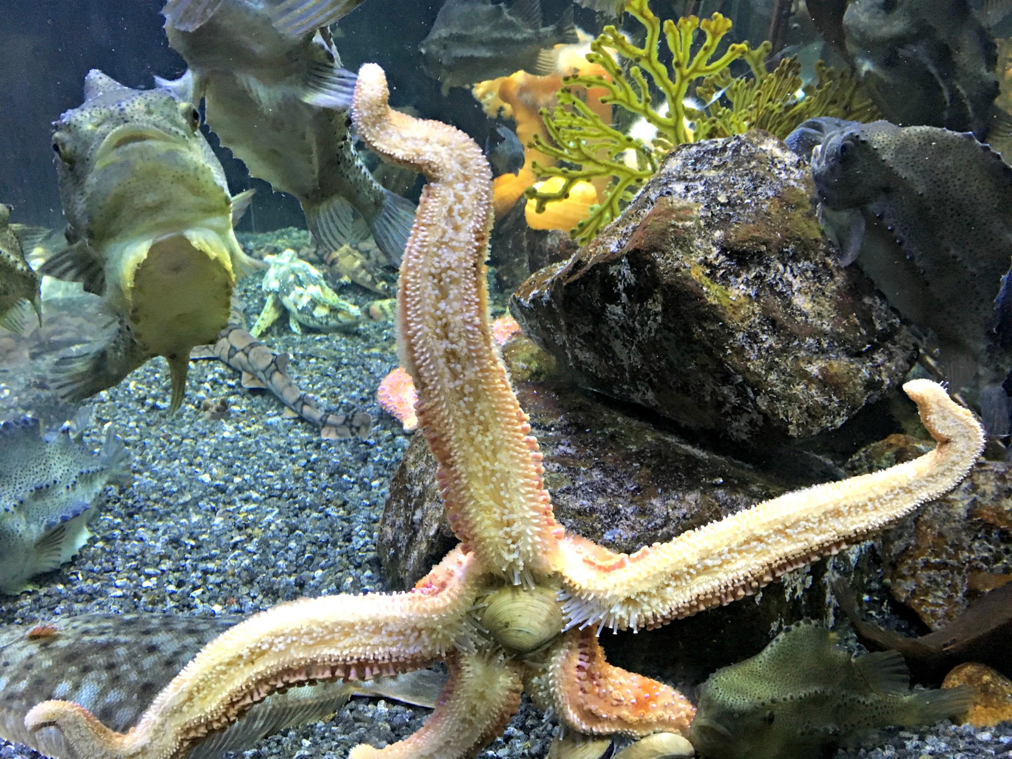 Starfish eating