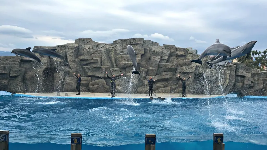 Dolphin jump feature
