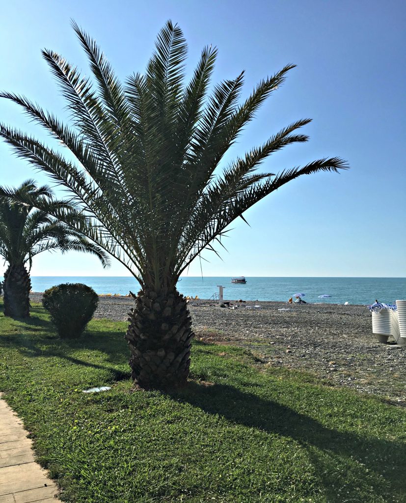 Palm tree along Boulevard