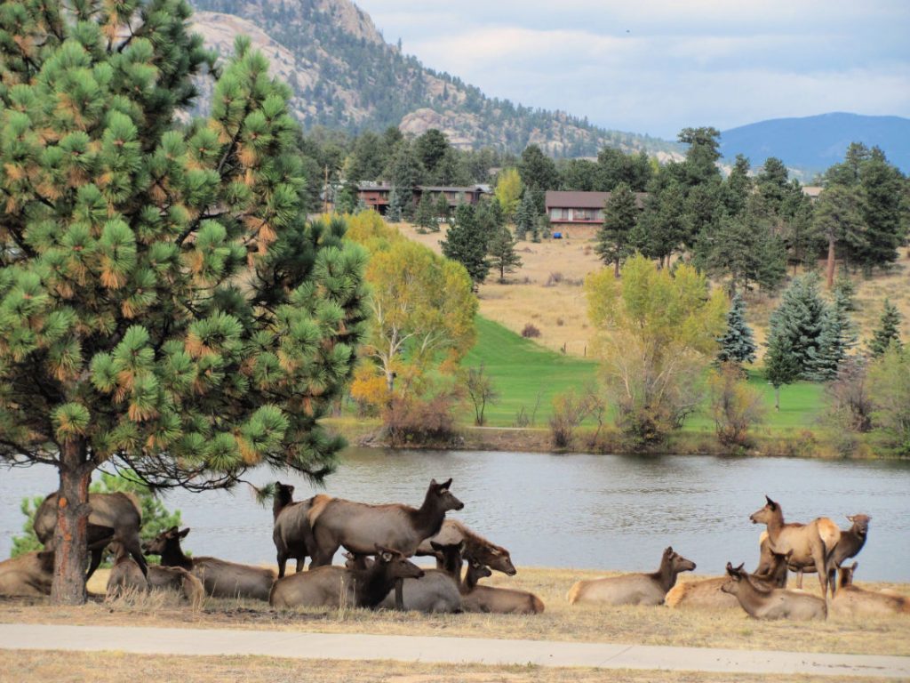 Estes Park hikes for kids, elk #estesparkcolorado #kidshike 