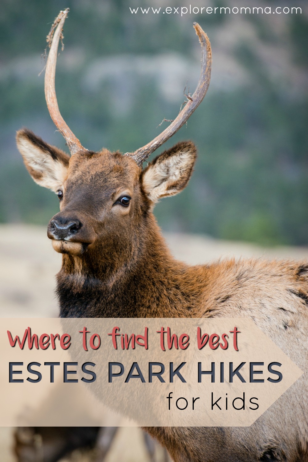 Estes Park hikes for kids elk pin