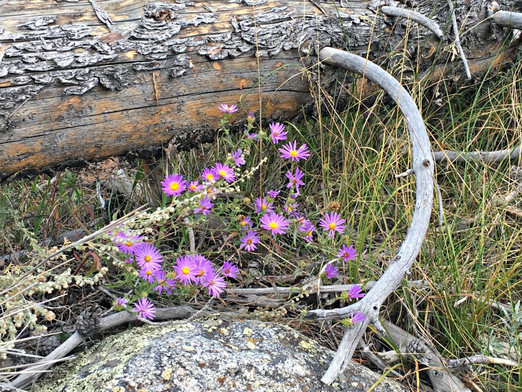 Sprague Lake purple flowers