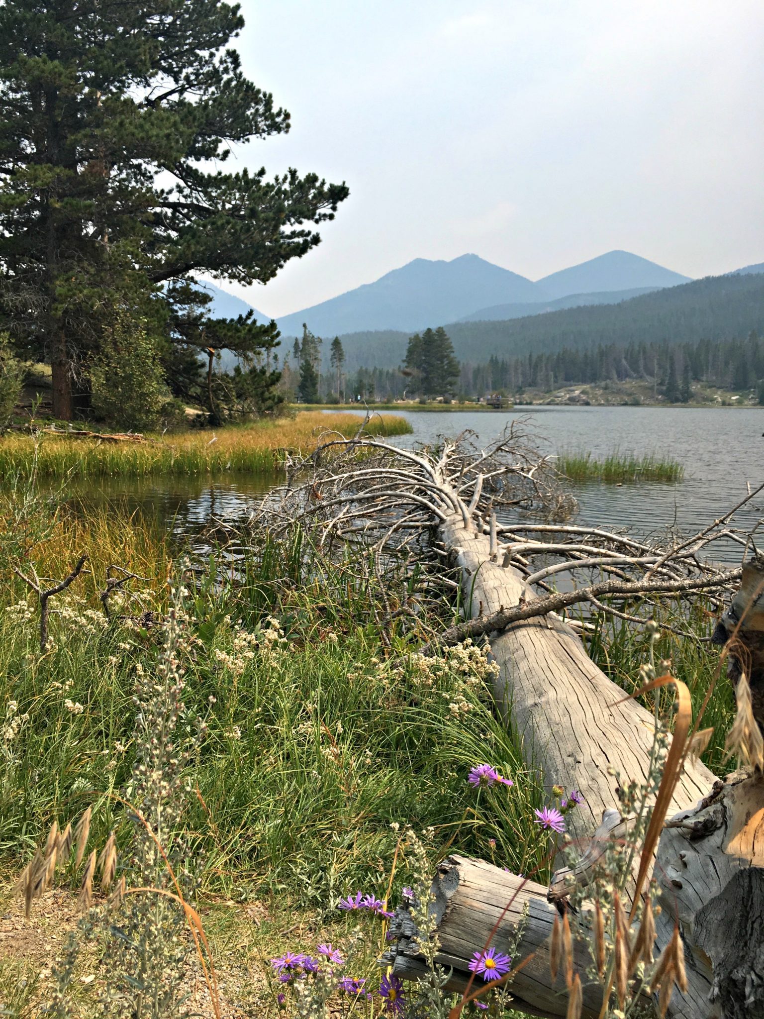 Sprague Lake view and tree