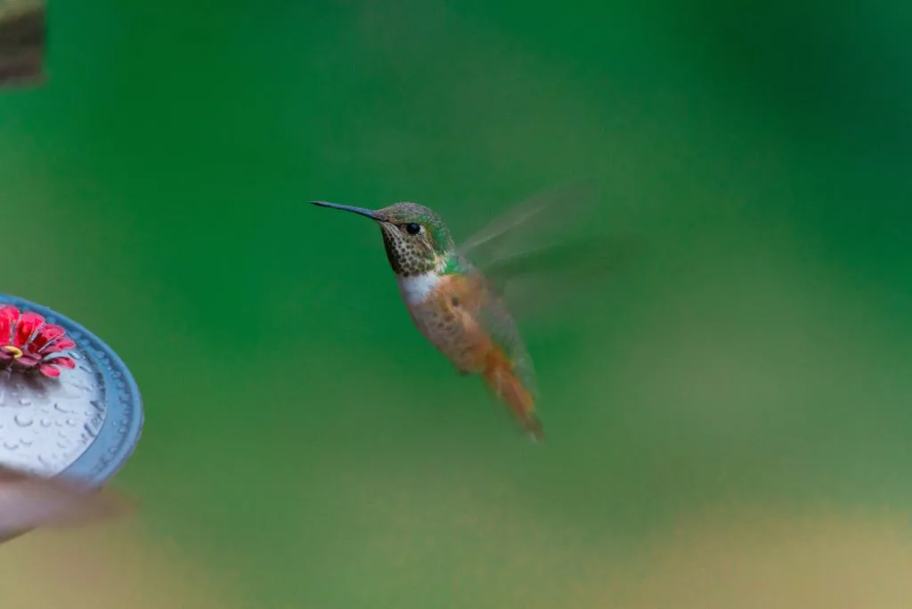 Things to do in Ruidoso, New Mexico, Hummingbird