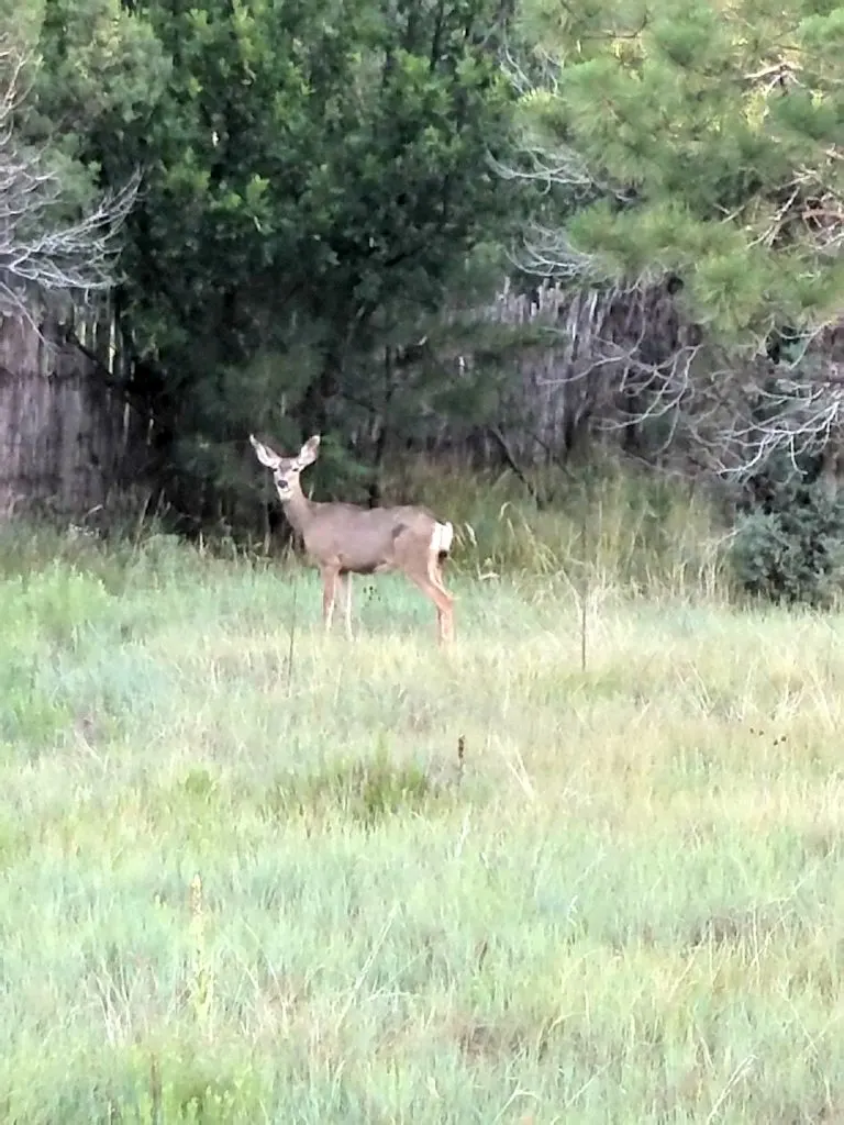 Things to do in Ruidoso, New Mexico deer