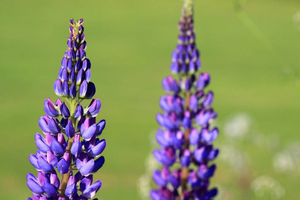 Purple lupins