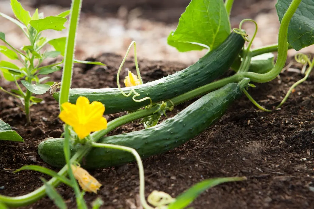 Two cucumbers with vines and yellow flowers