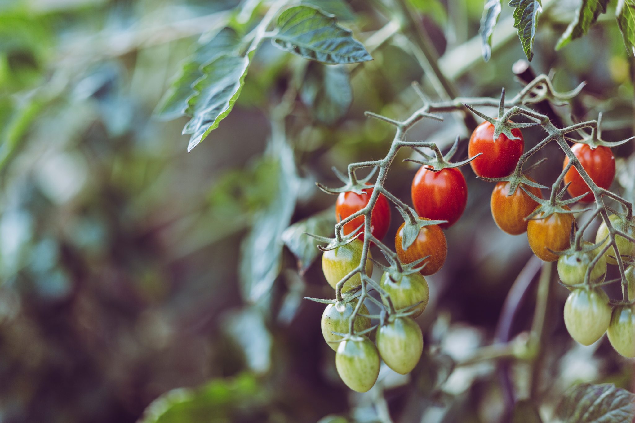 What to plant in a keto garden, Ripening tomatoes