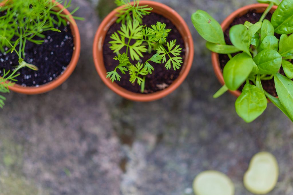 Overhead view of three pots in an herb garden