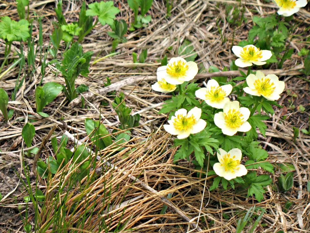 Grand Lake wildflowers