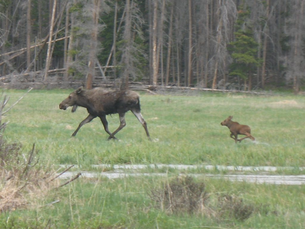 Momma and baby moose, things to do in Grand Lake, Colorado