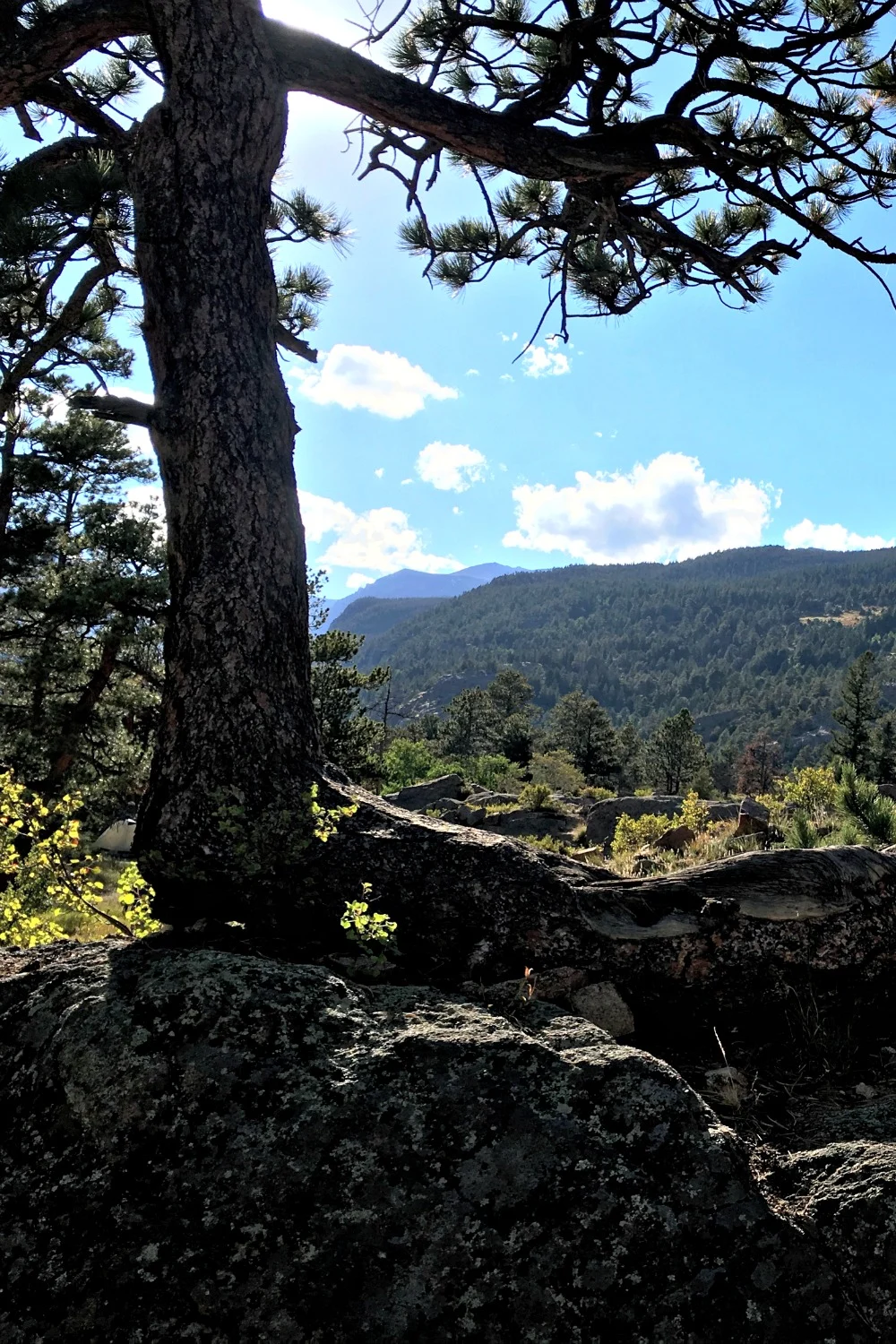 Rocky Mountain National Park tree view