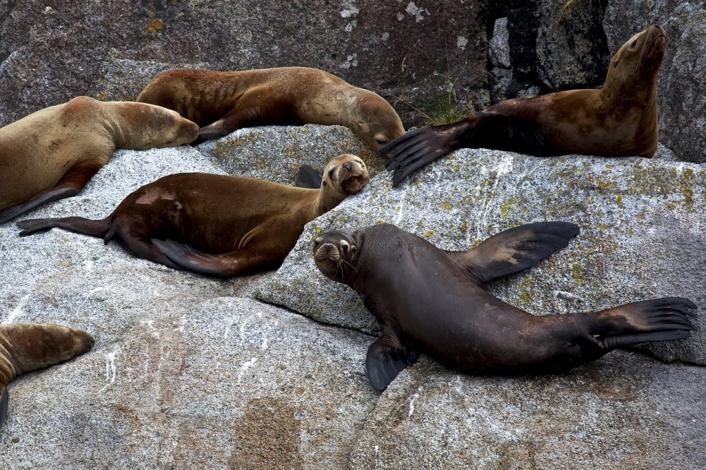 Kenai Fjords National Park, sea lions