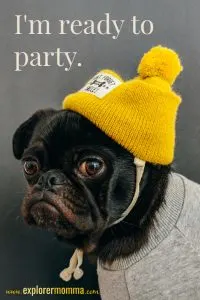 Pug in a yellow hat is ready to go to the Explorer Momma blog party #blogparty #pugsparty