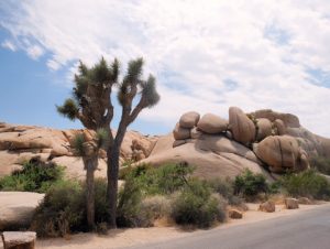 Joshua Tree in Joshua Tree National Park, California #joshuatree #exploremore