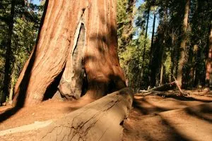 Redwood National Park, giant Redwoods #redwoodnationalpark #gianttrees