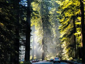 Redwood National Park, line of cars #californianationalparks #bucketlist