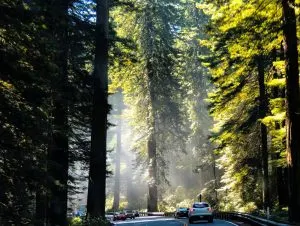 Redwood National Park, line of cars #californianationalparks #bucketlist