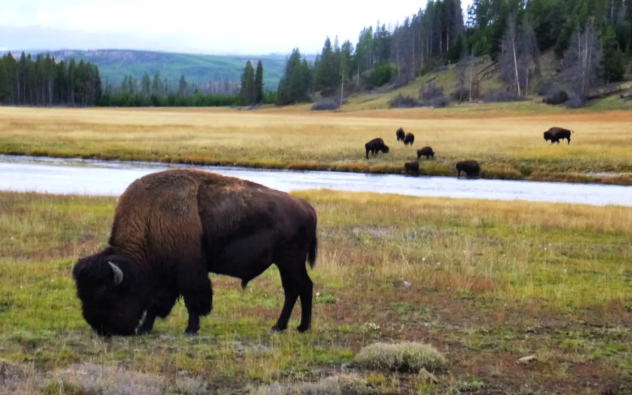 Yellowstone National Park buffalo, Wyoming #familytravel #usnationalparks