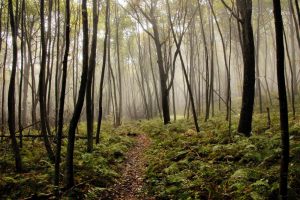 Shenandoah National Park, Virginia, for family travel and fun! #shenandoahnationalpark #familytravel