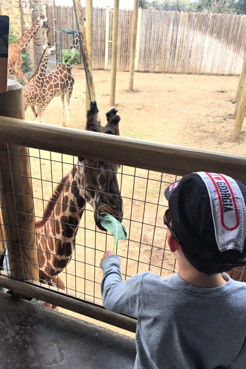 Feeding the giraffe at the Abilene Zoo #abilenezoo #abilenetravel