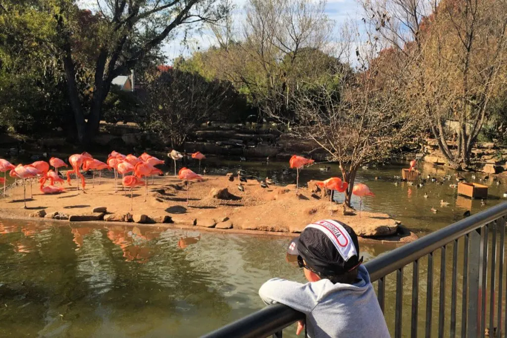 Kids look at flamingos at the Abilene Zoo #abilenezoo #familytravel