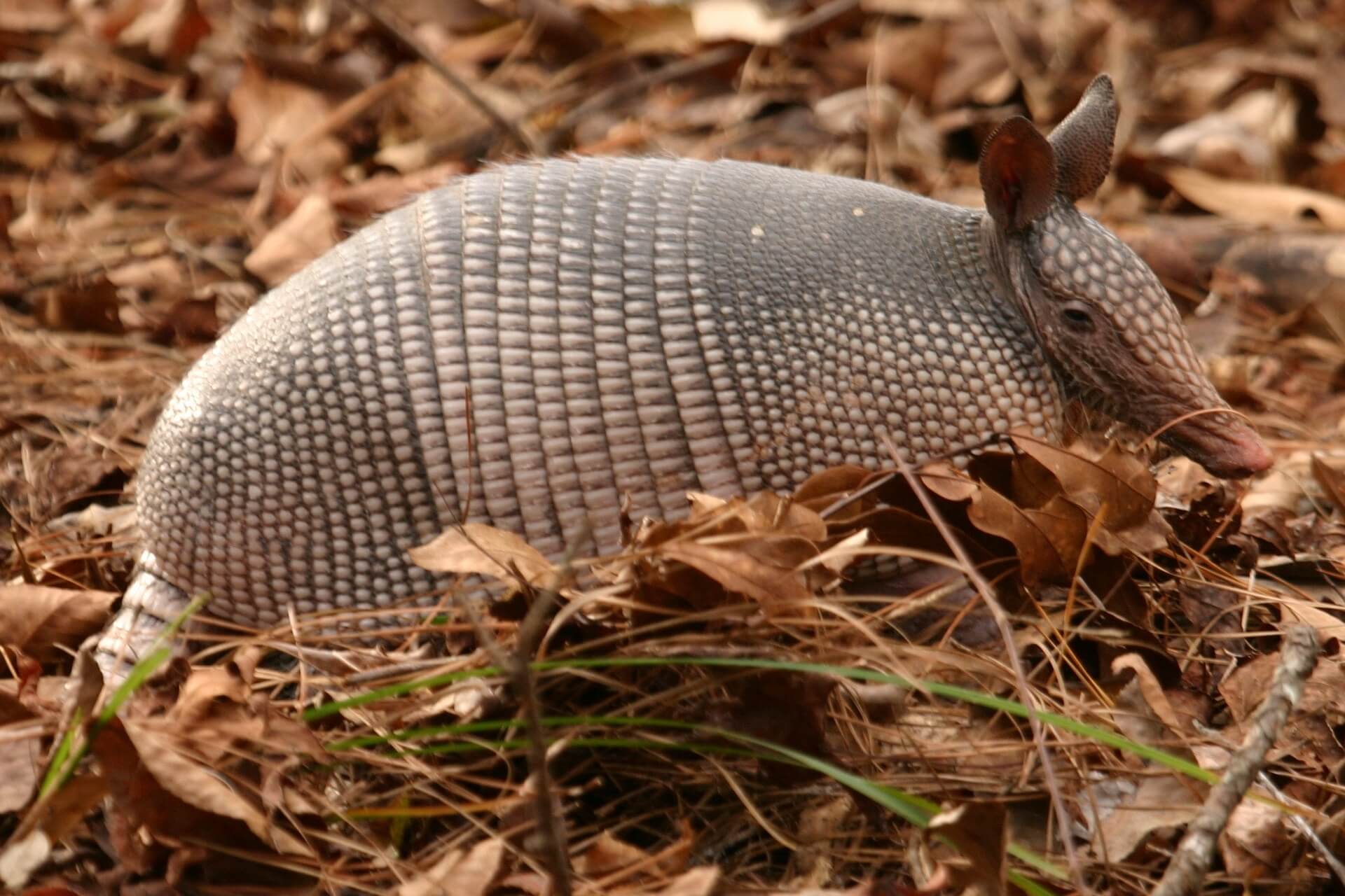 Armadillo near Buffalo Gap Texas #texasarmadillo