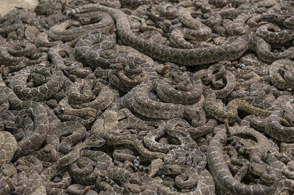 Sweetwater Texas Rattlesnake Roundup #rattlesnakes #texastourism