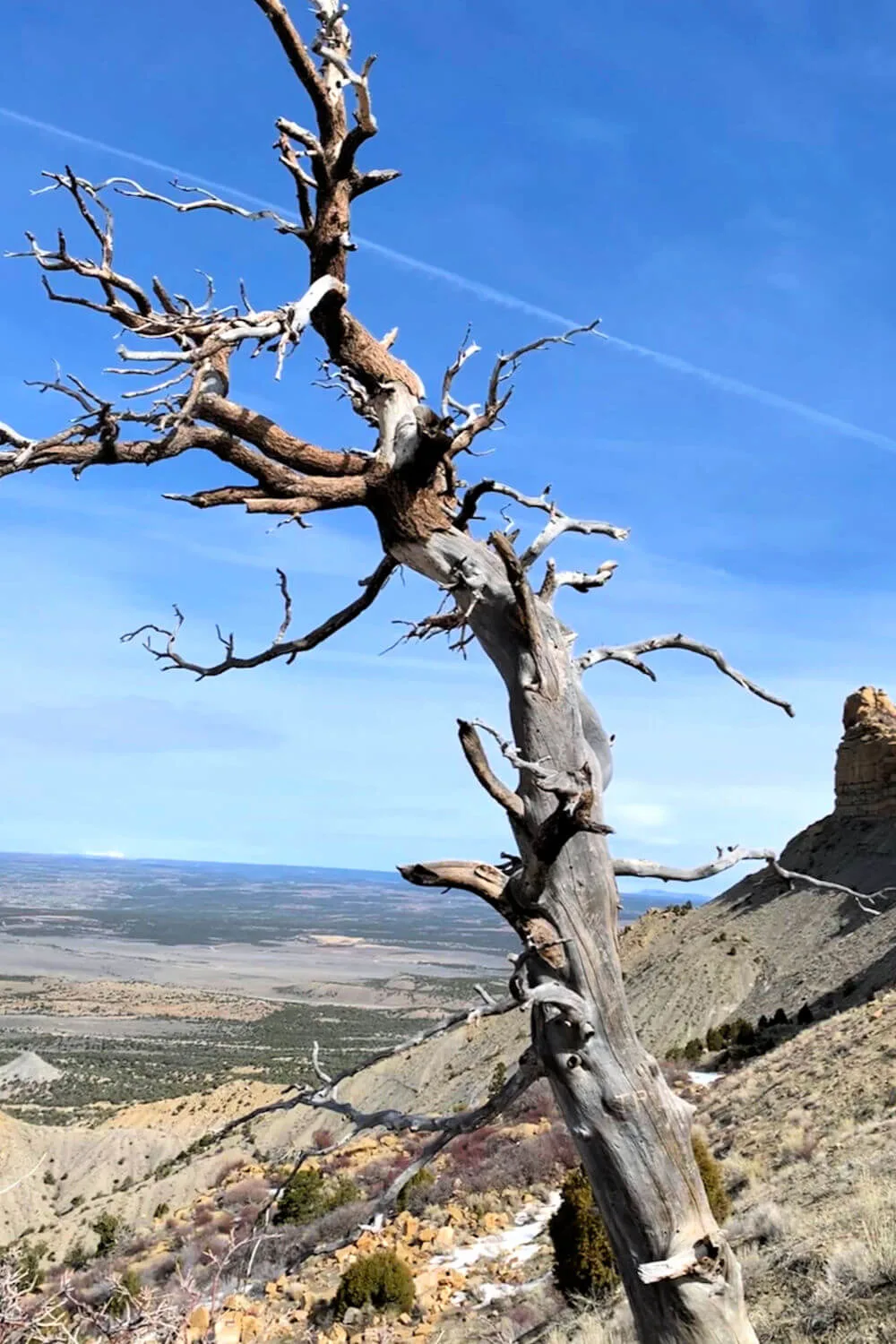 Tree at Montezuma Valley Overlook, Mesa Verde NP #mesaverde #nationalparktrees