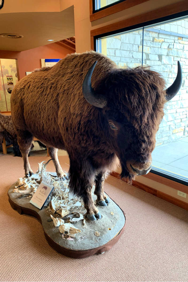 Buffalo Jump State Park, Great Falls MT #greatfallsmt #buffalojumpstatepark