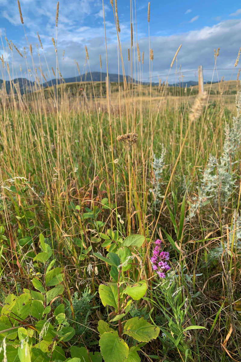 Goshawk Ecotours flowers #greatfallsmt