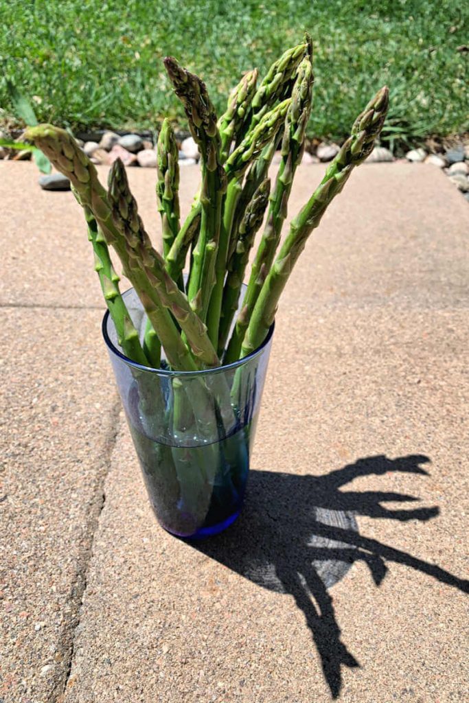 Fresh green asparagus in a glass of water.