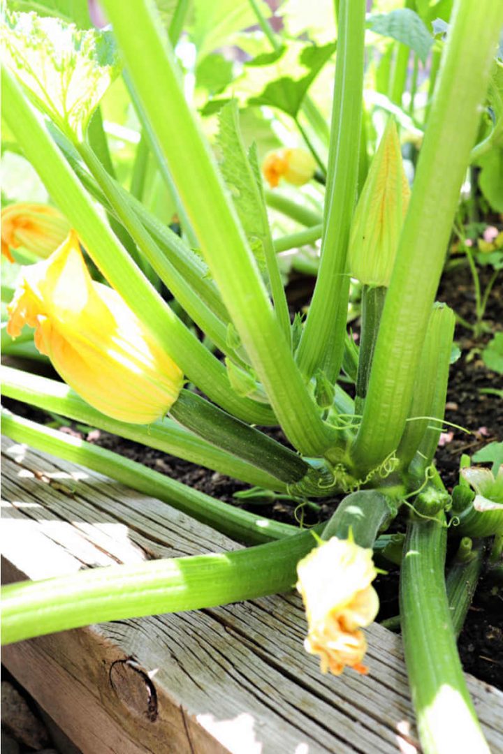 Small garden zucchini