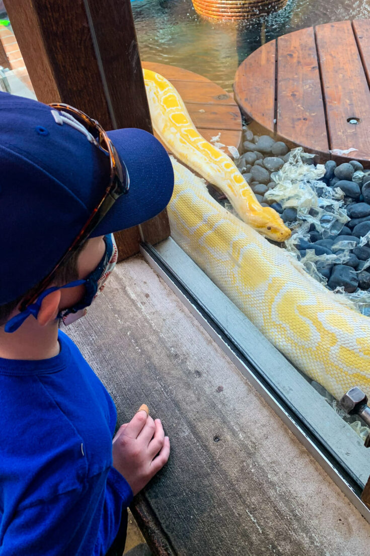 Boy looking at a yellow Burmese python