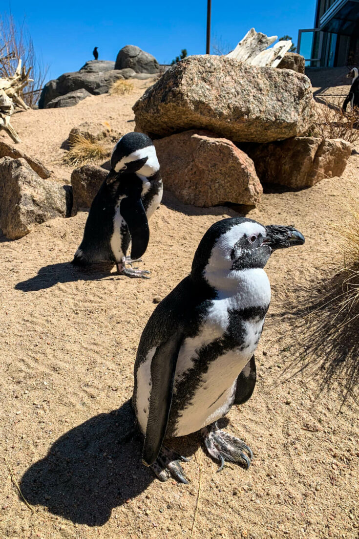 Penguins at the Cheyenne Mountain Zoo