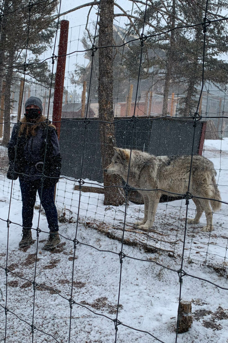 Guide at the Colorado Wolf and Wildlife Center