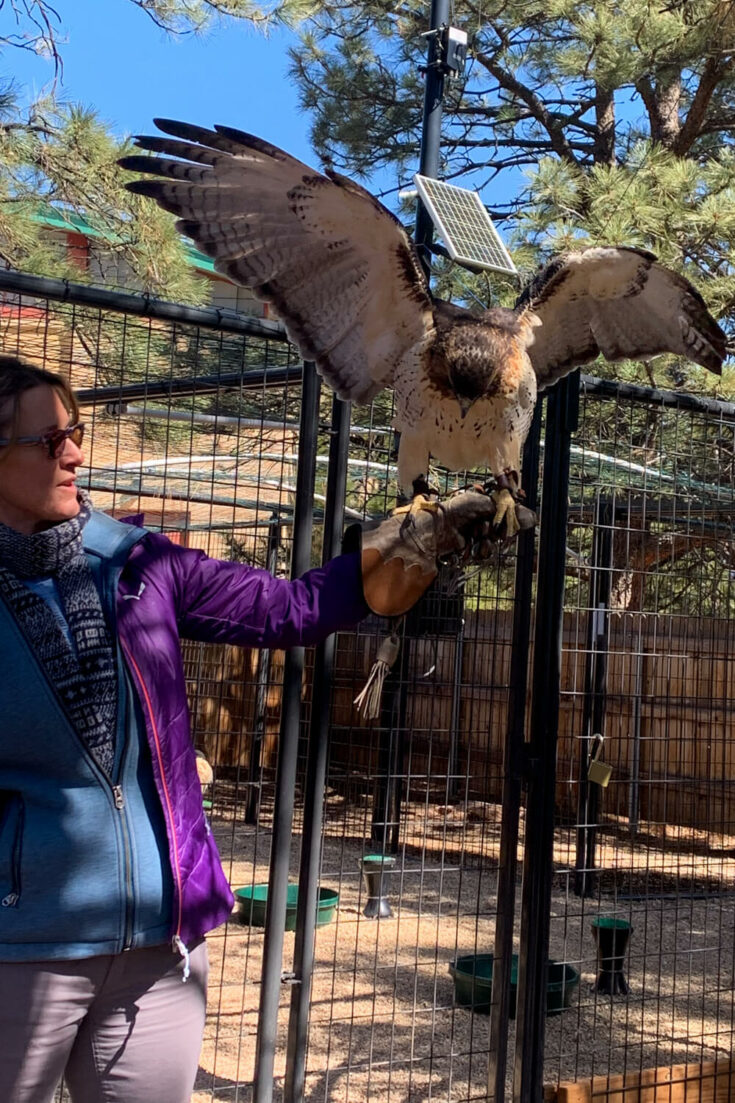 Falconry Experience at the Broadmoor