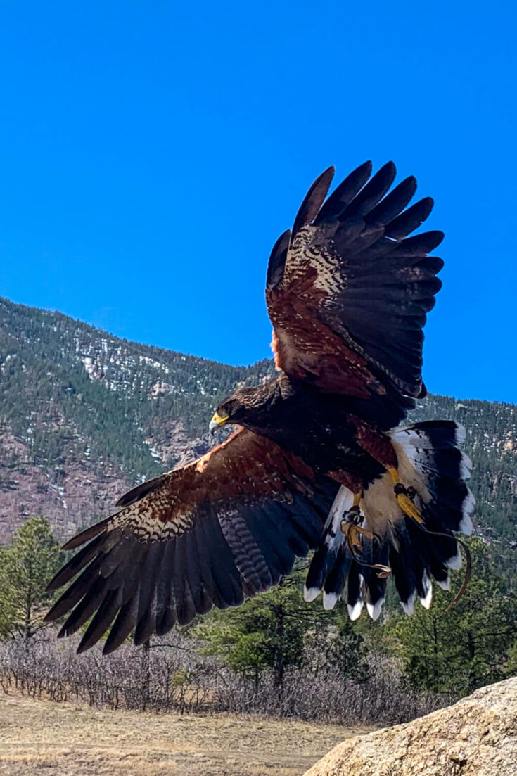 Goose the hawk