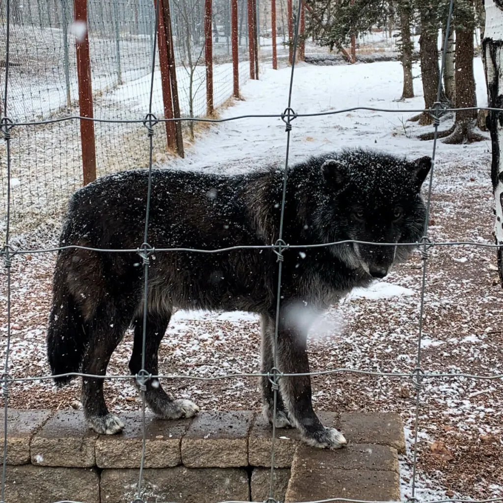 Black wolf at the Colorado Wolf and Wildlife Sanctuary