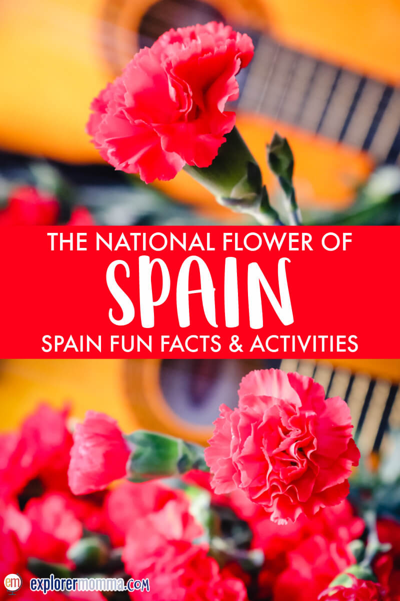 The National Flower of Spain The Red Carnation Explorer Momma